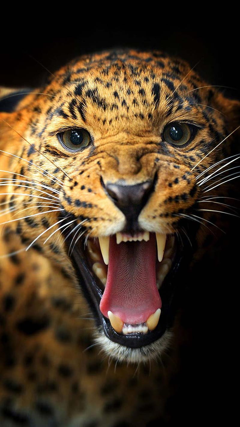 Leopard, animal, black panther, lion, nature, panther, tiger, wild, wild animals, HD phone wallpaper