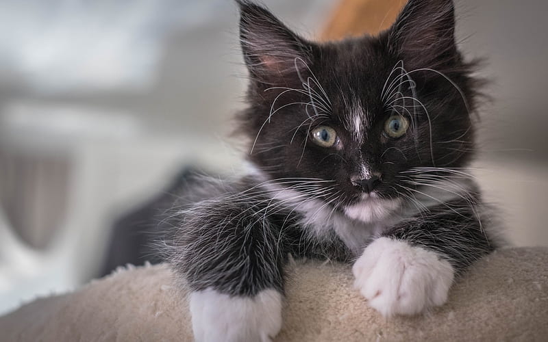 Small kitten, Maine Coon, black kitten, cats, cute animals, HD wallpaper