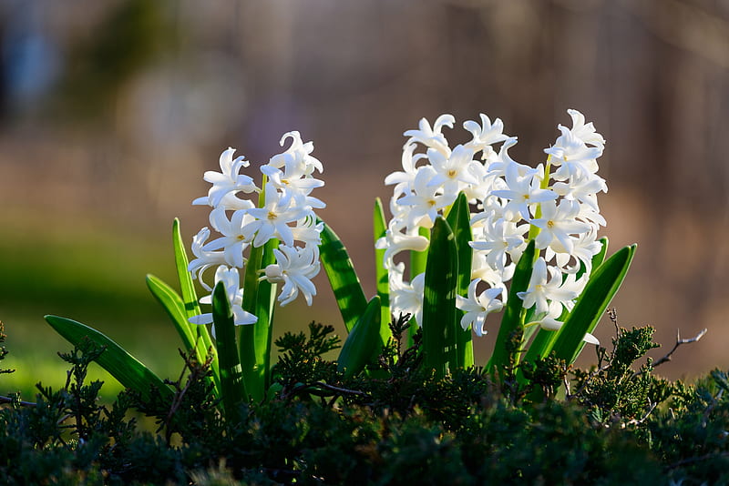 Spring Flowers, Hyacinths, Leaves, Twigs, White, Spring, Nature, HD wallpaper