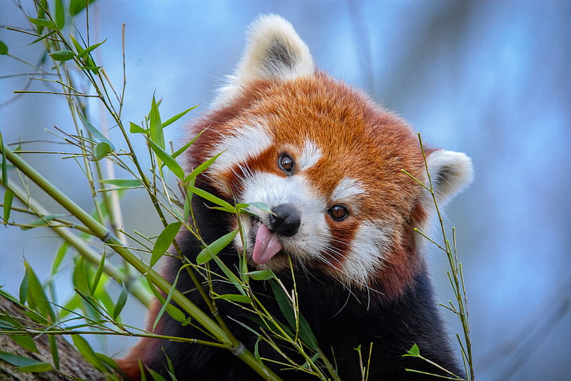 red panda, tongue protruding, cute, funny, animal, bamboo, HD wallpaper