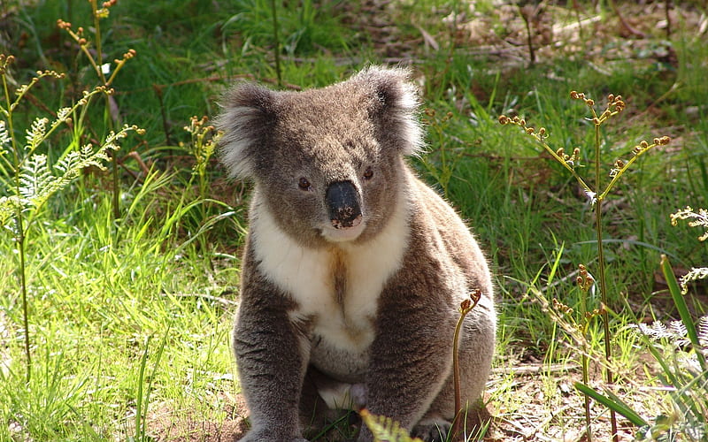 Koala, bear, Australia, animal, HD wallpaper
