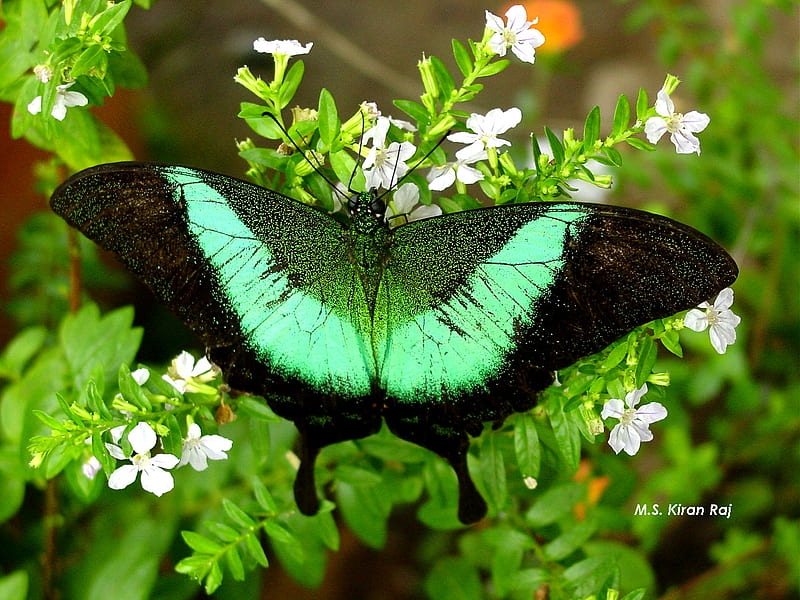 Budhhas-Peacock Butterfly, pretty, delicate, butterfly, green, HD wallpaper