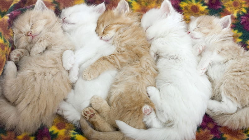 snuggled up, cute, graphy, adorable, cat, kitten, animal, HD wallpaper