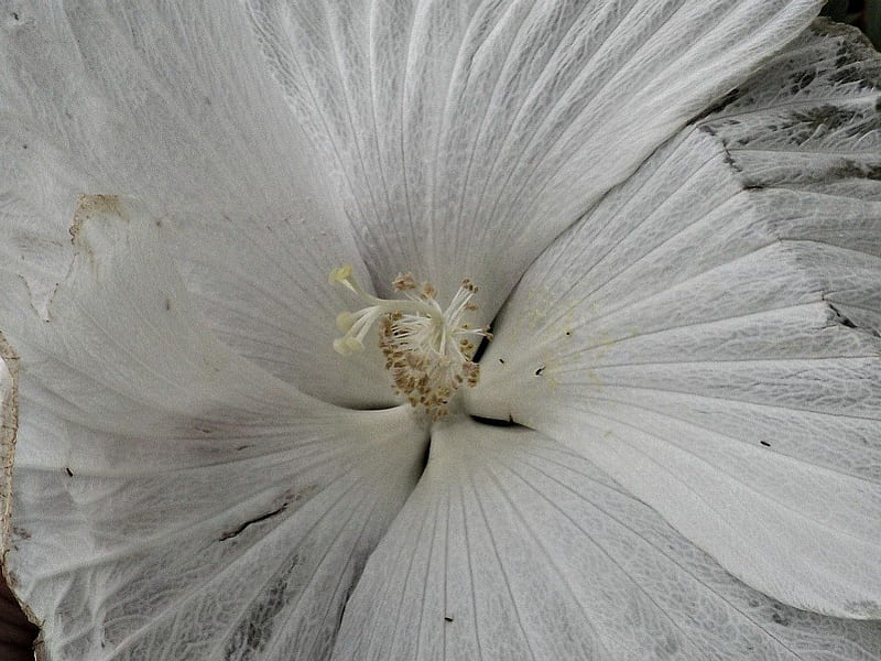 white hibiscus, flower, petals, habiscus, large, HD wallpaper