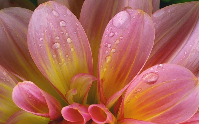 pink flower close up-Beautiful flowers, HD wallpaper