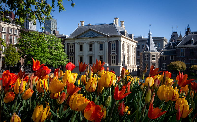 Cities, The Hague, Netherlands, Tulip, HD wallpaper