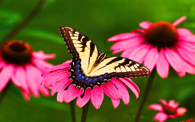 Tiger-Swallowtail-Butterfly & Pink Daisy, flower, wp, butterfly, pink, HD wallpaper