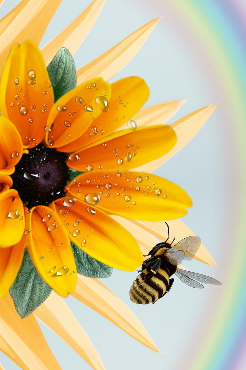 Bee And Flower, drops, eating, fly, honeybee, insect, sunflower, yellow, HD phone wallpaper