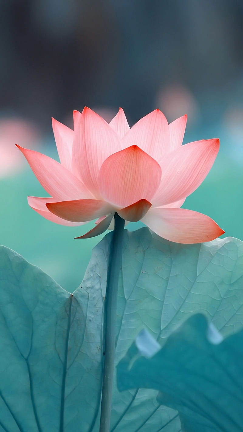 Pink lotus-Flower, HD wallpaper | Peakpx