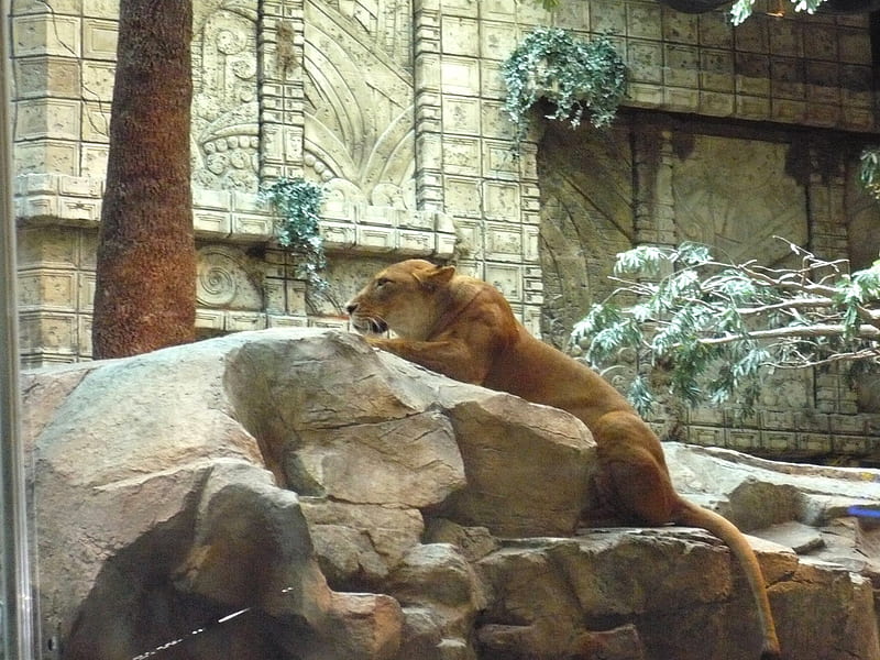 Lioness at MGM, nevada, mgm, casino, cat, lion, animal, graphy, usa, wildlife, lioness, las vegas, HD wallpaper