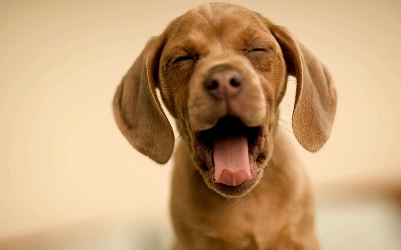 dog yawning-funny dog, HD wallpaper