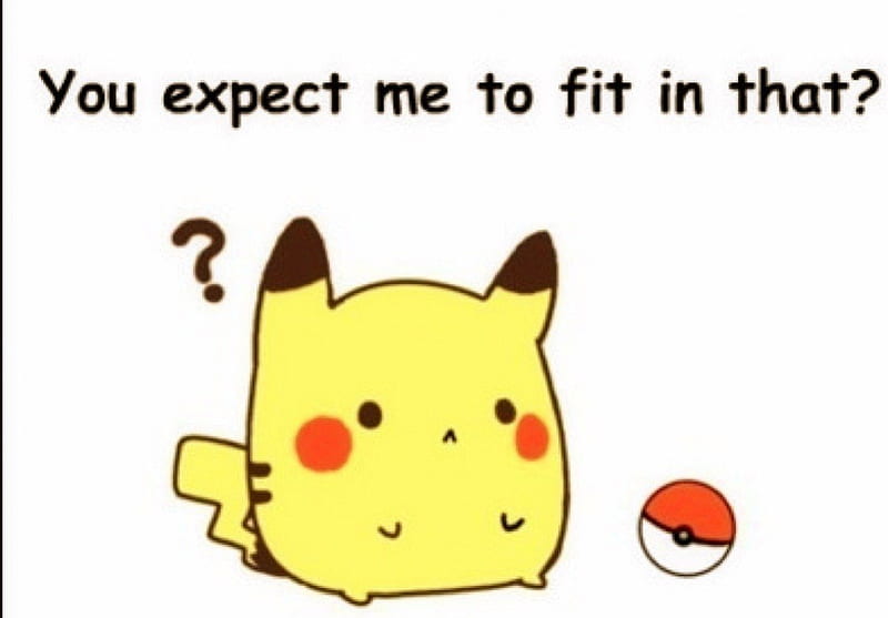 You Expect Me To Fit In That?, Cute, meme, pokeball, adorable, funny, pikachu, HD wallpaper