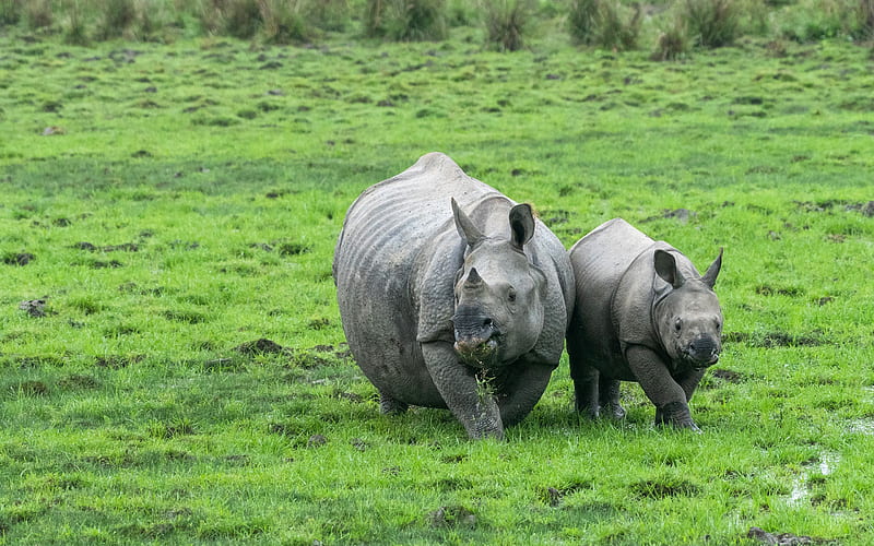 rhinos, wildlife, green grass, wild animals, rhinoceros family, little rhino, HD wallpaper