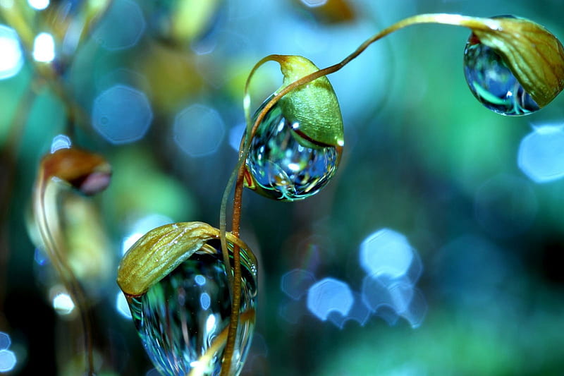 Crystal Dewdrop, clear, fresh, dewdrop, green, flowers, nature, crystal, morning, blue, HD wallpaper