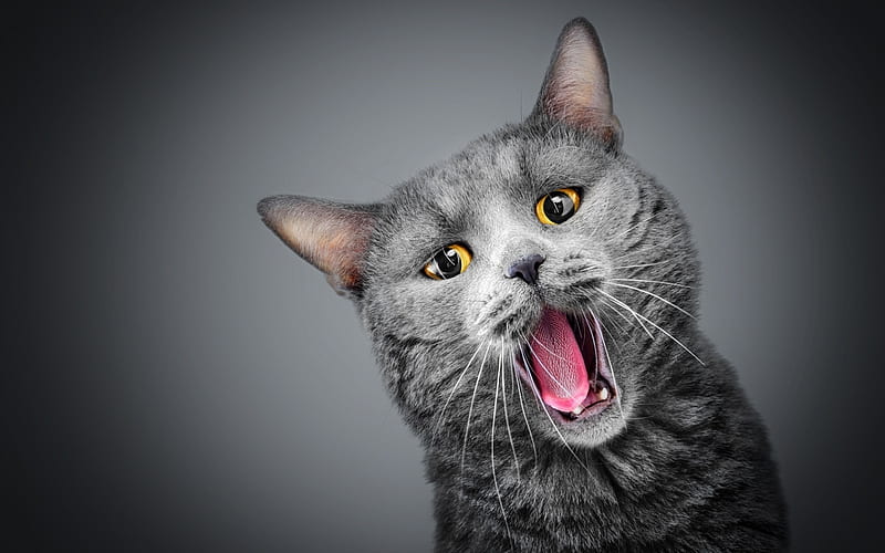 British Shorthair, funny cat, domestic cat, close-up, gray cat, pets, cats, cute animals, British Shorthair Cat, HD wallpaper