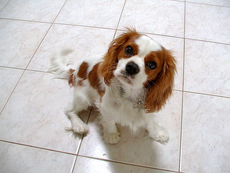Cavalier King Charles Spaniel, cheeky, loveable, blenheim, tan, small, cuddly, cute, white, puppy, dog, HD wallpaper