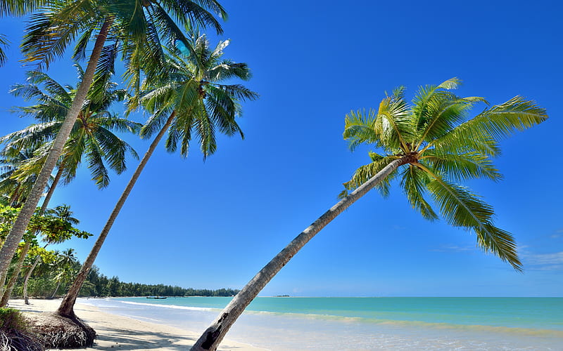 summer, tropical island, beach, palm trees, coast, ocean, blue lagoon, HD wallpaper