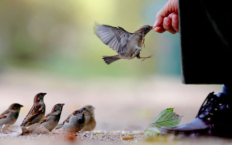 HAND that GIVES, feeding, birds, sparrows, hand, man, HD wallpaper