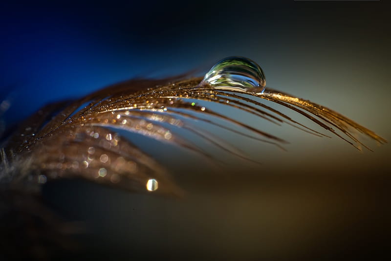 Water drop on a feather, feather, close-up, water drop, macro, pana, HD wallpaper