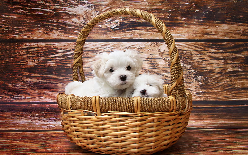 small white puppies, west highland white terrier, basket, small dogs, cute animals, HD wallpaper