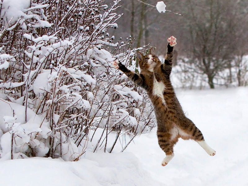 Cat in Snow, bonito, in snow, cat, HD wallpaper