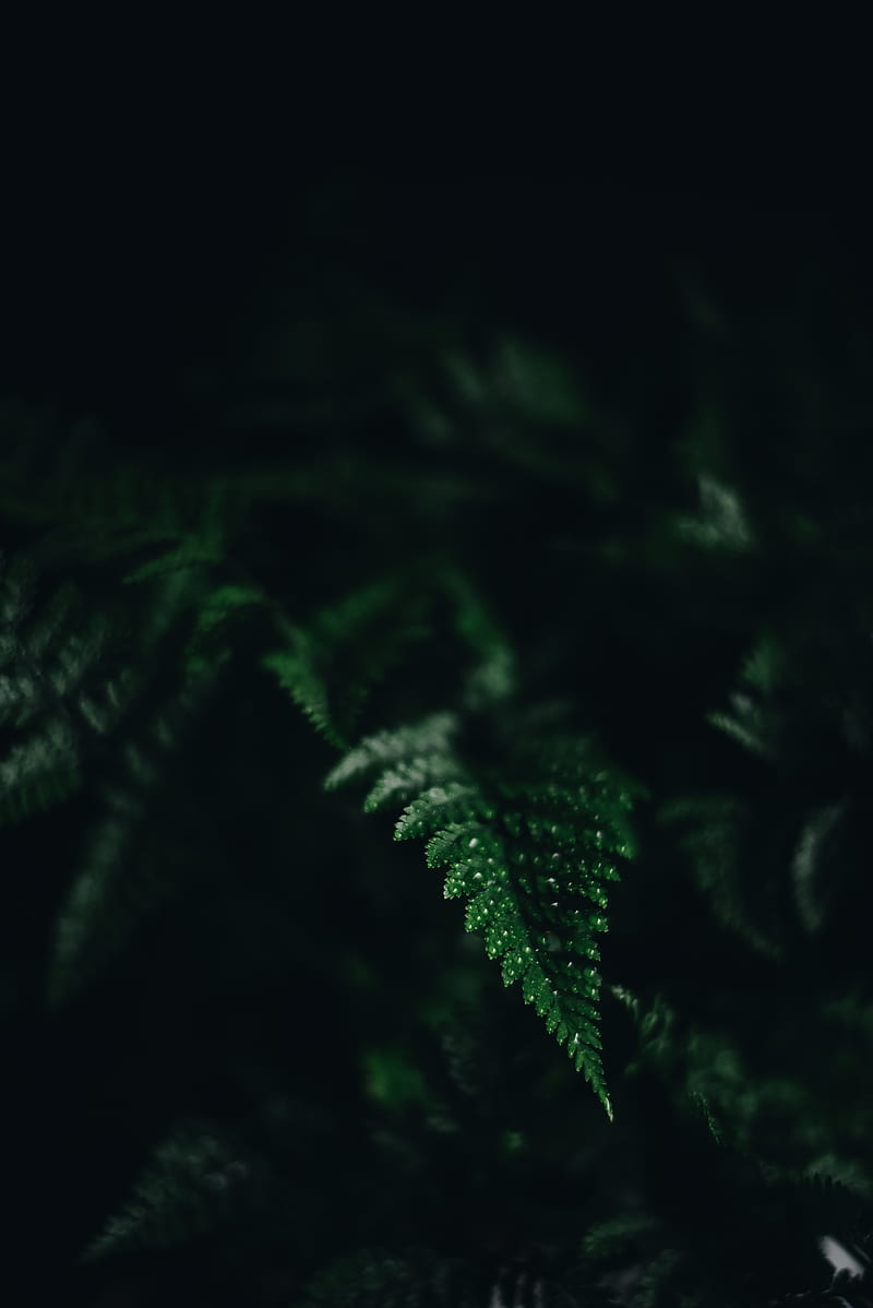 fern, leaf, green, carved, dark, shadow, HD phone wallpaper