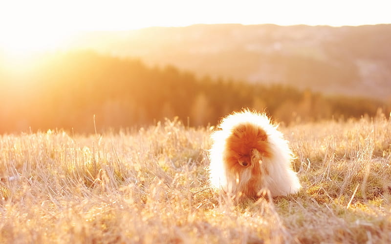 Pomeranian, fluffy dog, Spitz, sunset, cute animals, pets, dogs, Pomeranian Spitz, HD wallpaper