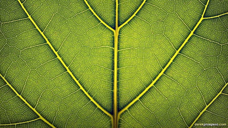 Leaf Macro Nature Leaves Macros Leaf Hd Wallpaper Peakpx