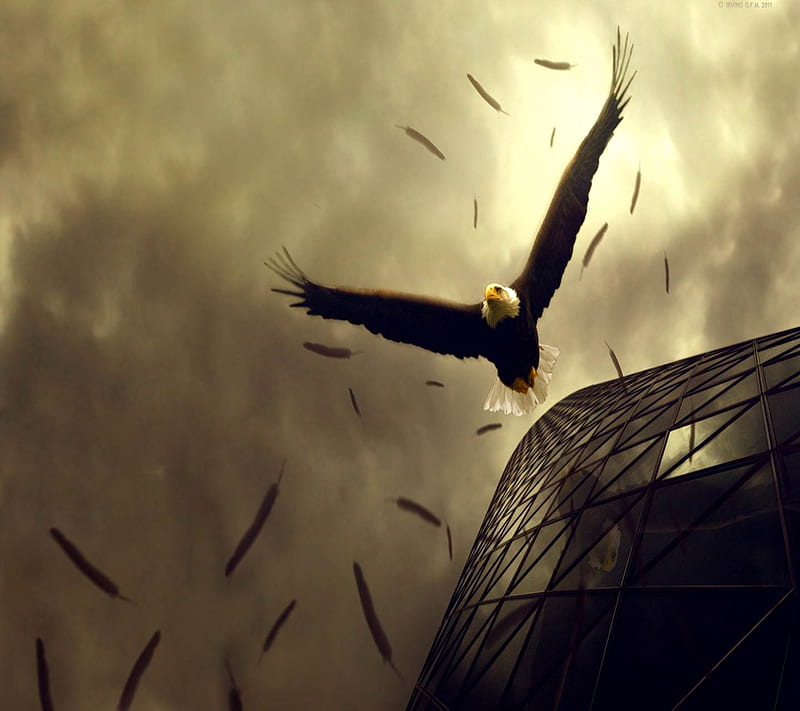 Eagle, 3d nature, birds, eagle, fight, nature, nature, HD wallpaper | Peakpx