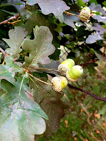 Acorns 2, autumn, green, leaf, leaves, mobile wallpaper