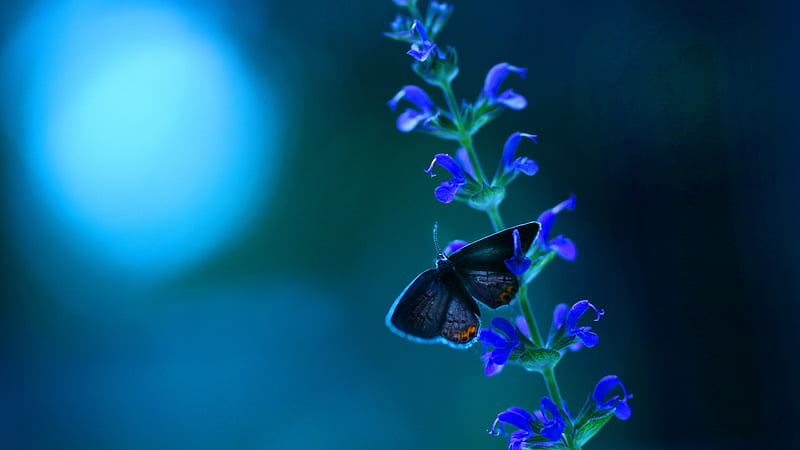 Butterfly Blue Flowers, butterfly, flowers, plants, HD wallpaper