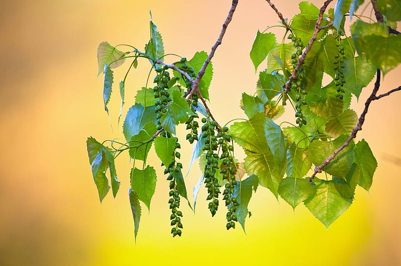 Poplar's foliage and flowers, leaves, graphy, yellow, green, nature, poplars, foliage, background, closeup, macro, HD wallpaper