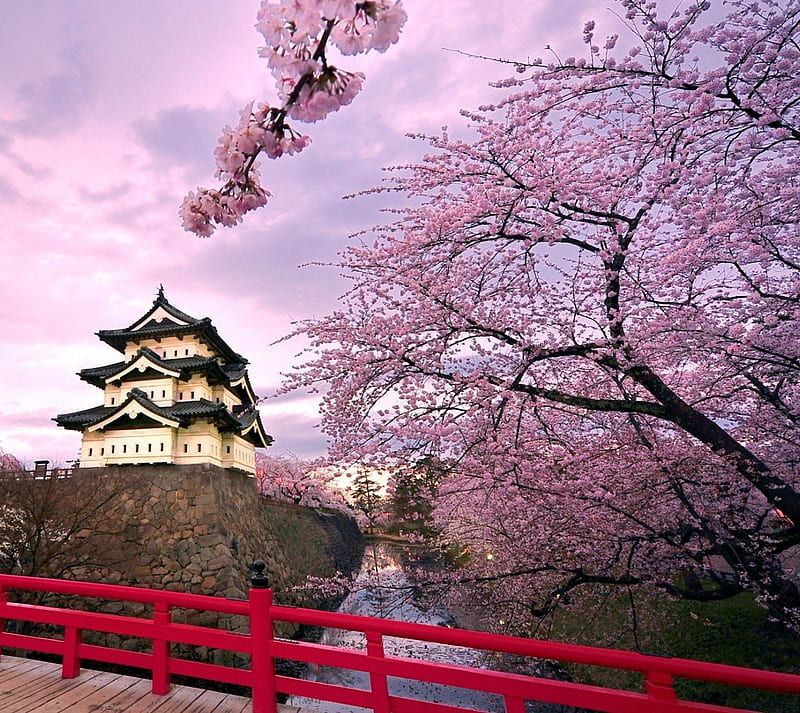 japanes, cherry tree, home, landscape, HD wallpaper