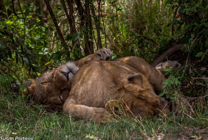 Safe and Sound, Content, Lioness, Undergrowth, Grass, Warm, Lion, Sleeping, Together, HD wallpaper