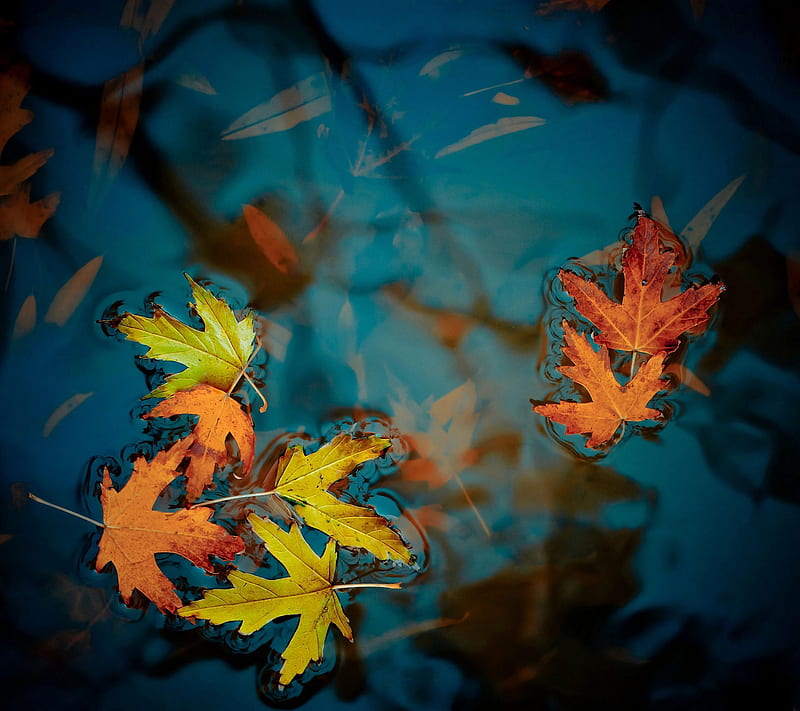 Fallen Leaves, autumn, dark, dead, fall, float, leaf, leaves, nature, water, HD wallpaper