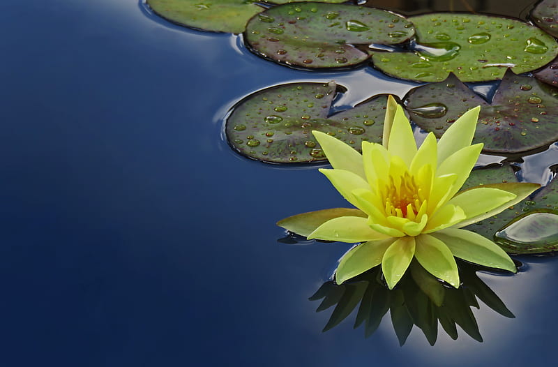 yellow lotus flower floating, HD wallpaper
