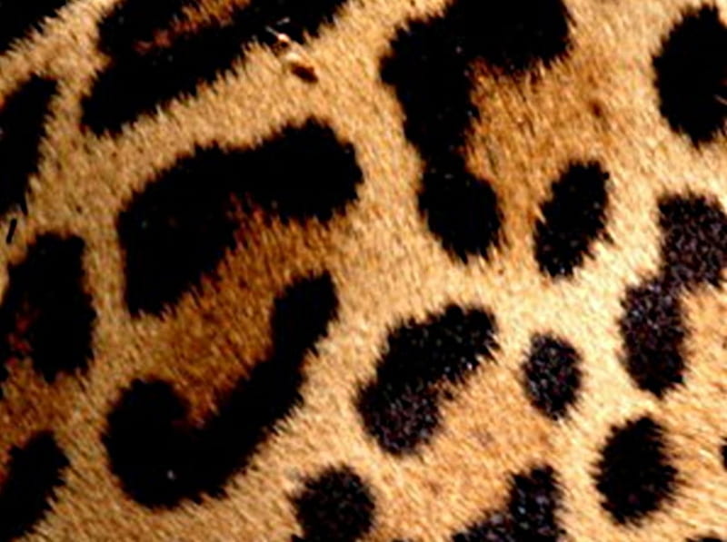 Leopard fur, coat, spots, hairs, patterns, HD wallpaper