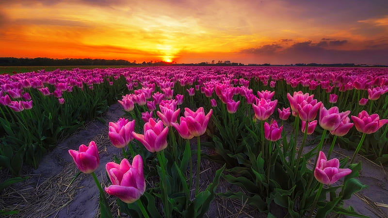 Tulips field at sunset, amazing, lovely, fiery, bonito, sunset, sky ...