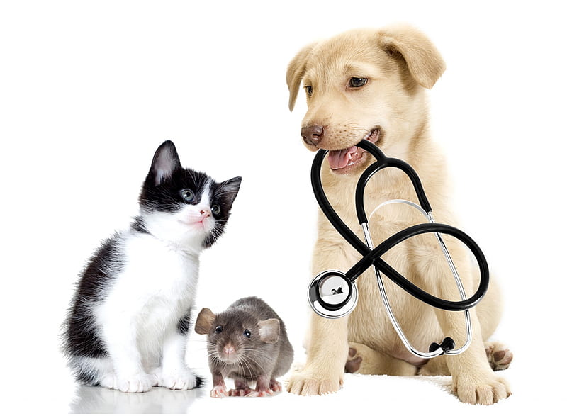 Doctor visit, doctor, caine, cat, animal, cute, pet, mouse, rat, kitten, pisica, puppy, dog, HD wallpaper