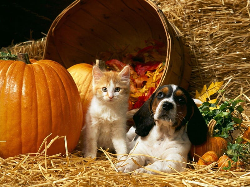 *** Dog and cat in autumn ***, kot, dynie, psy, zwierzeta, jesien, HD wallpaper