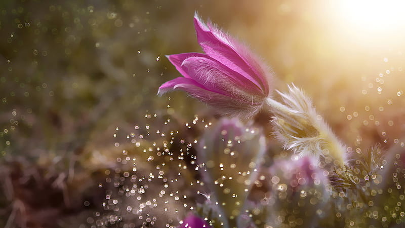 Pink Anemone Flower Water Drop Splash Flowers, HD wallpaper