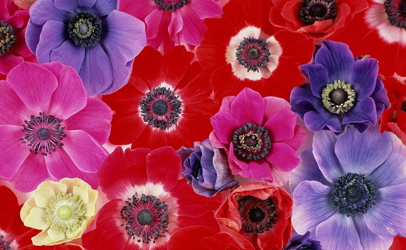 Flowers, red, black, carpet, anemone, purple, texture, flower, skin, pink, blue, HD wallpaper