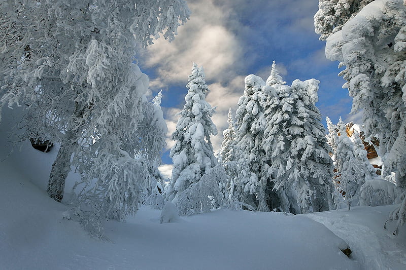Earth, Winter, Forest, Snow, Tree, HD wallpaper | Peakpx