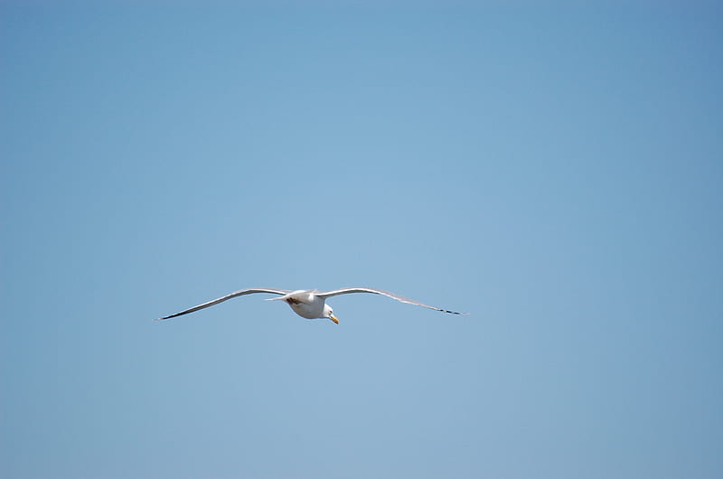 Seagul flying in the sky, sky, bird, seagul, blue, HD wallpaper