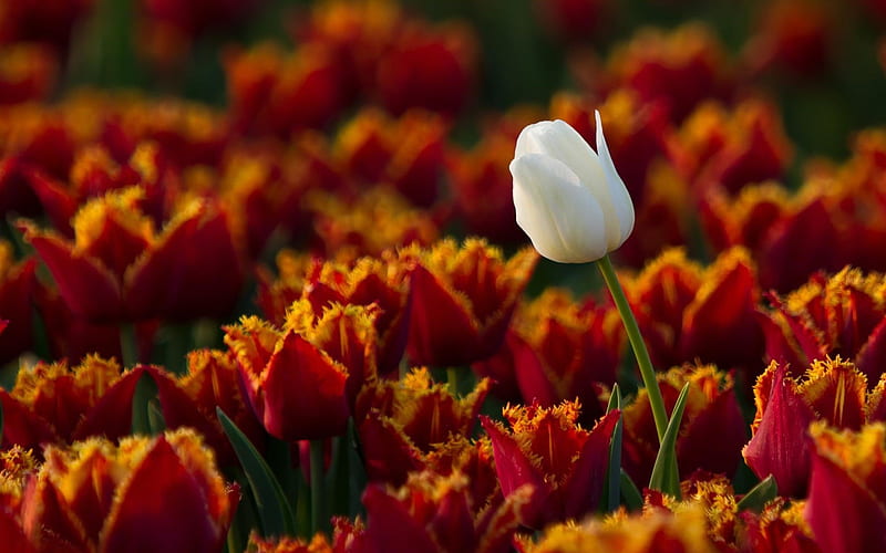 white tulip-Beautiful flowers, HD wallpaper