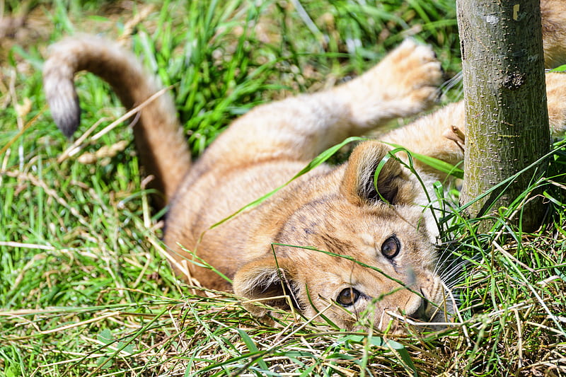 lion, cub, cute, grass, HD wallpaper