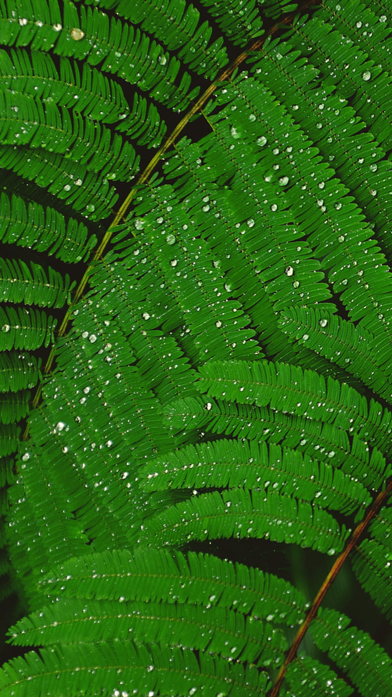 Fern, green, leaf, leaves, nature, HD phone wallpaper