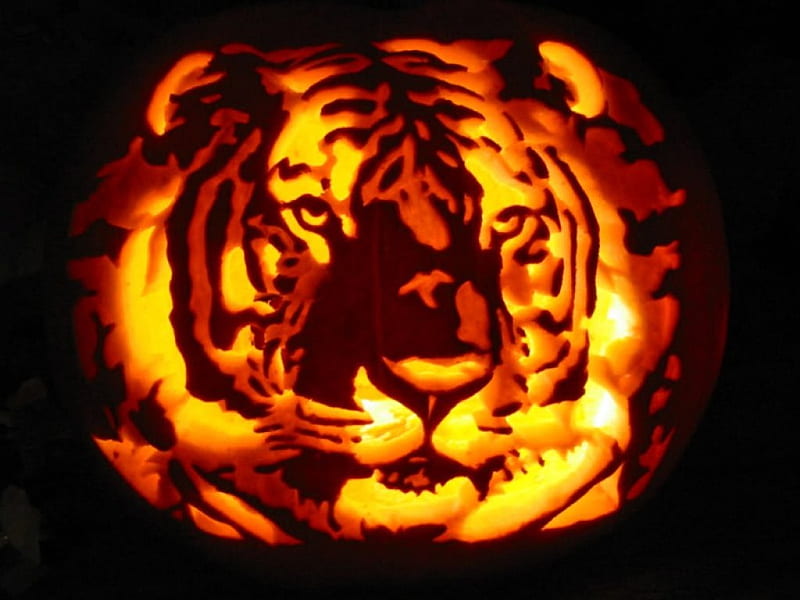 Tiger Jack O'Lantern, tiger, halloween, pumpkin, carving, HD wallpaper