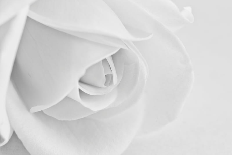 Purity, rose, pure, soft, delicate, softness, white rose, tenderness, flower, beauty, petals, HD wallpaper