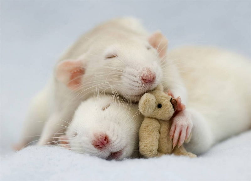 Cute mice, cute, mouse, teddy, rodent, baby, animal, HD wallpaper